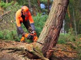 Best Tree Preservation Services  in Columbus, MN