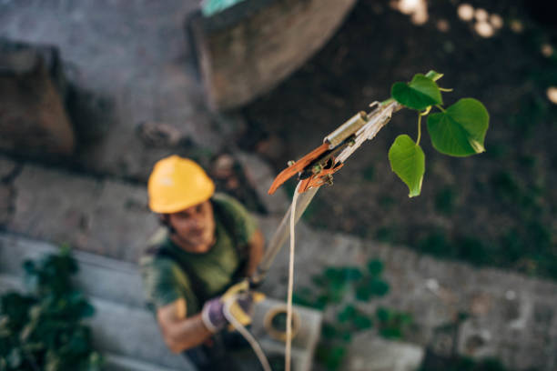 Best Emergency Tree Removal  in Columbus, MN