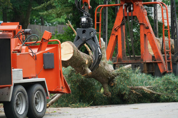 Best Lot and Land Clearing  in Columbus, MN