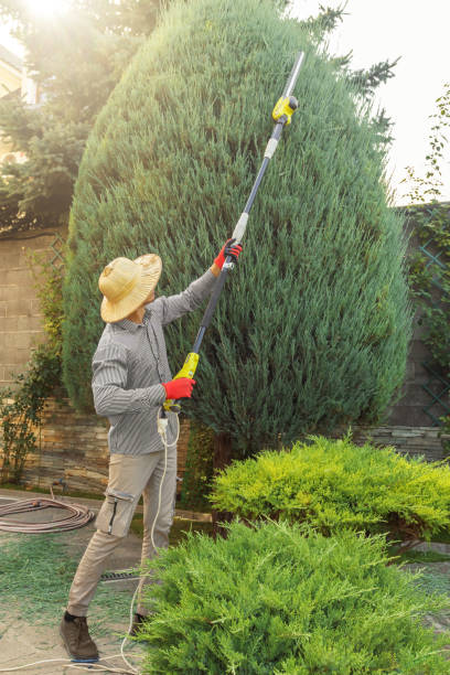 Best Arborist Consultation Services  in Columbus, MN