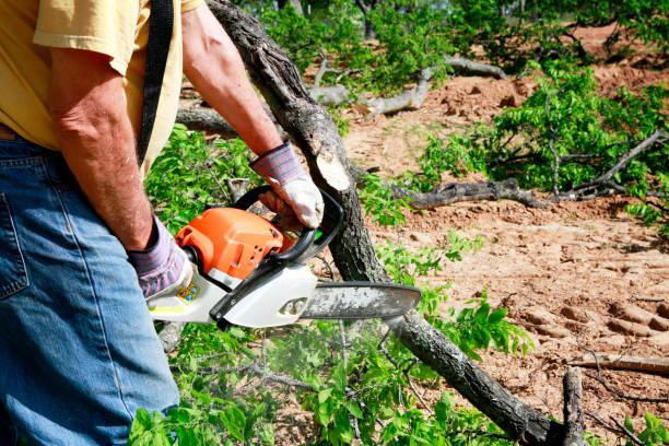 Best Tree Risk Assessment  in Columbus, MN